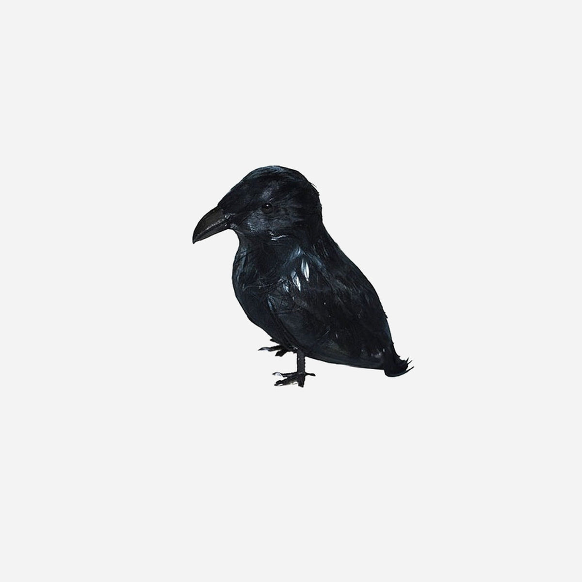 Corbeau noir 9 cm