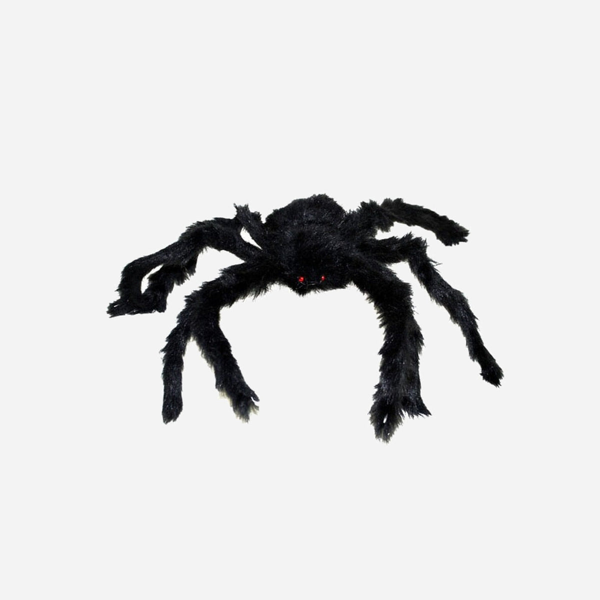 Araignée velue 40 cm