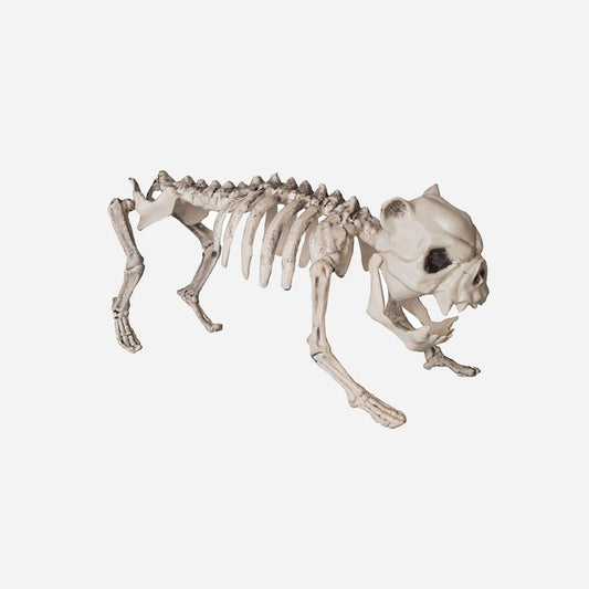 Squelette de chien 40 cm