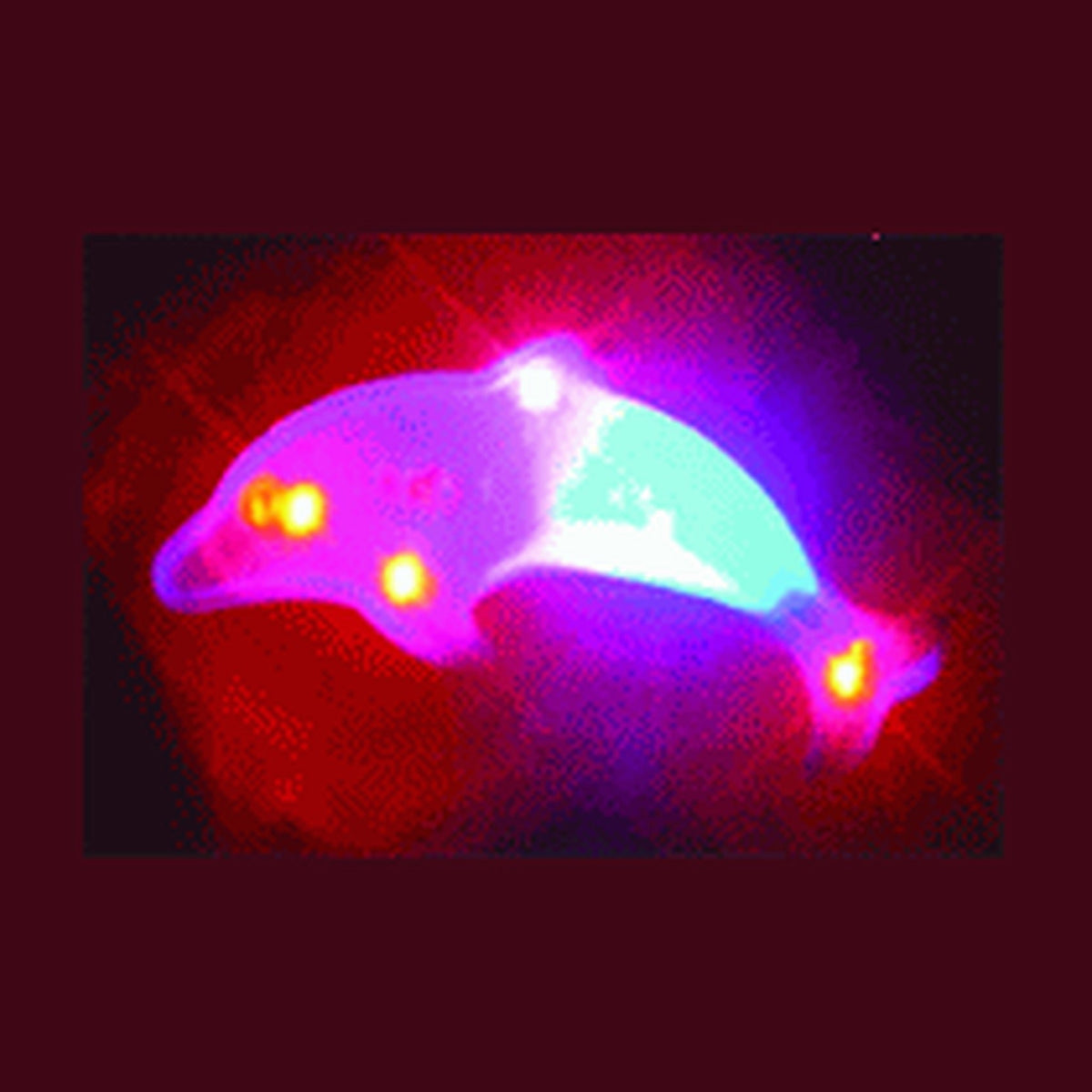 Badge/magnet LED dauphin